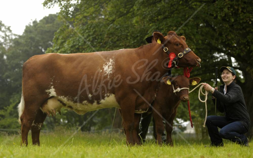 1st prize Junior Cow Class - Ballyvaddy Kyla B729 